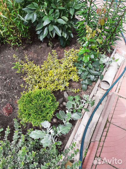 Бересклет Форчуна