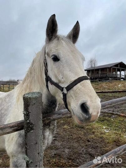 Продам лошадь