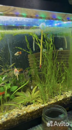 Аквариум с рыбками