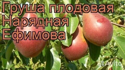 Сорт груши нарядная ефимова