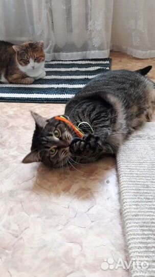 Кошки бесплатно