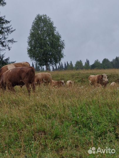 Продажа крс