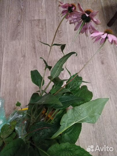 Саженцы клубники, цветов