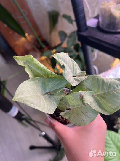 Сингониум конфетти милк