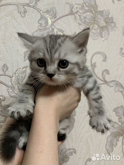 Шотланский котенок
