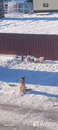 Собака. Отдам в хорошие руки. Бесплатно. Дворняжка