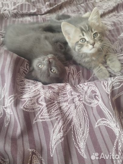 Котята в добрые руки бесплатно приученные к лотку