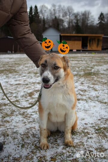 Осталась одна Василиса (метис алабая)