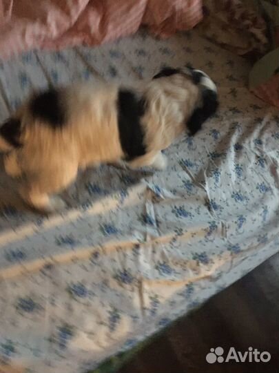 Русский спаниель)