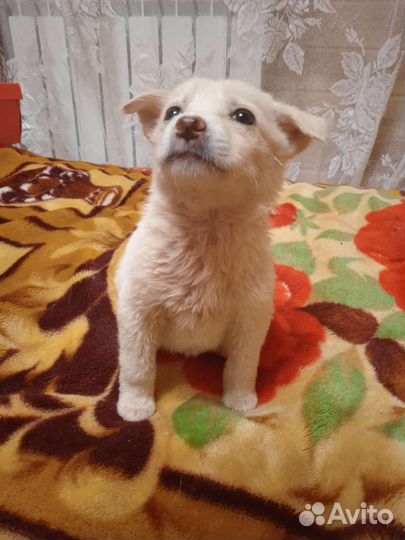 Щенок девочка Тая в добрые руки