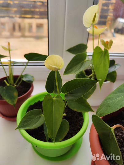 Комнатные цветы антуриум