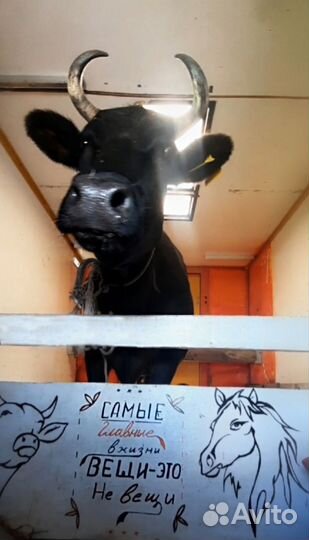 Перевозка животных