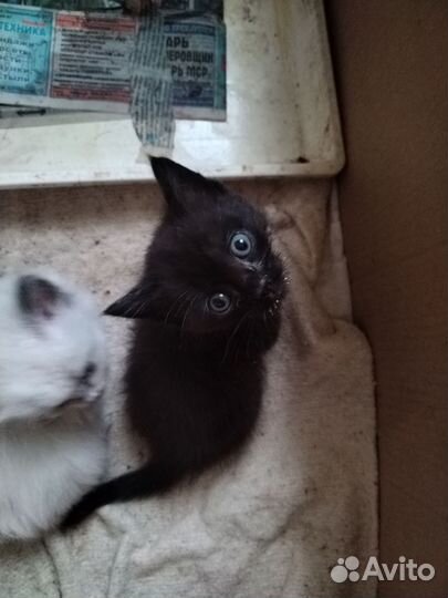 Отдадим котёнка