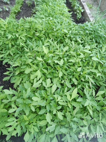 Рассада помидор