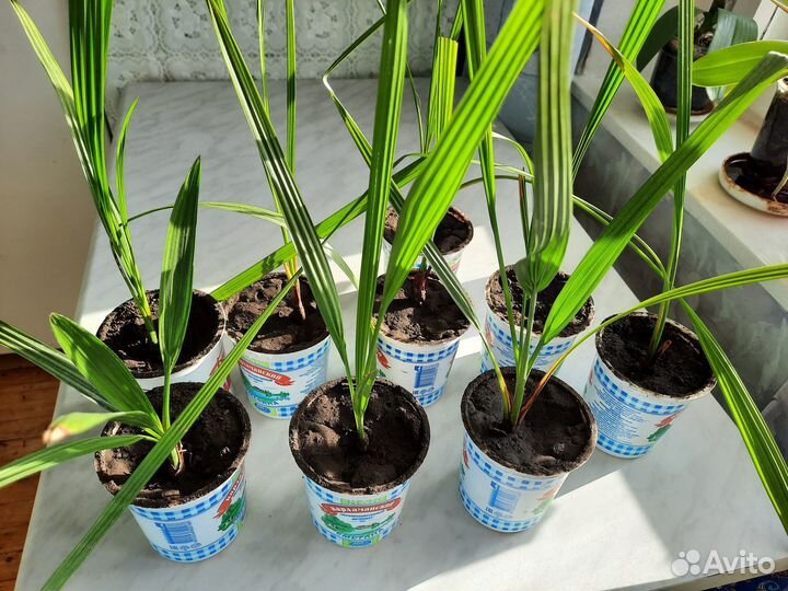 Финиковая пальма