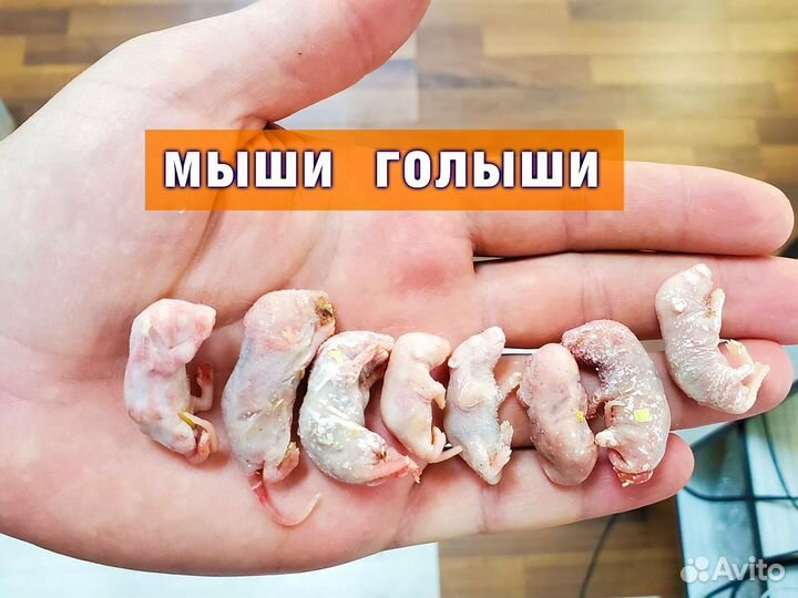 Кормовые грызуны (Заморозка) Мыши Крысы Цыплята