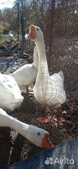 Гуси, индюки, петухи
