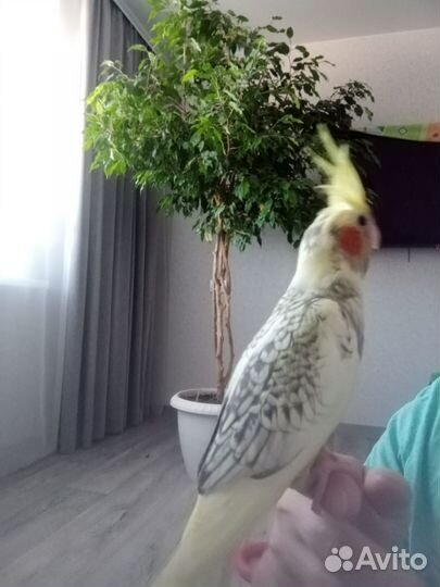 Ручные Кореллы выкормыши