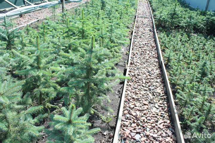 Саженцы Ели голубой из питомника