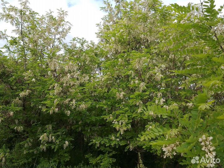 Акация белая тополь вяз липа ясень