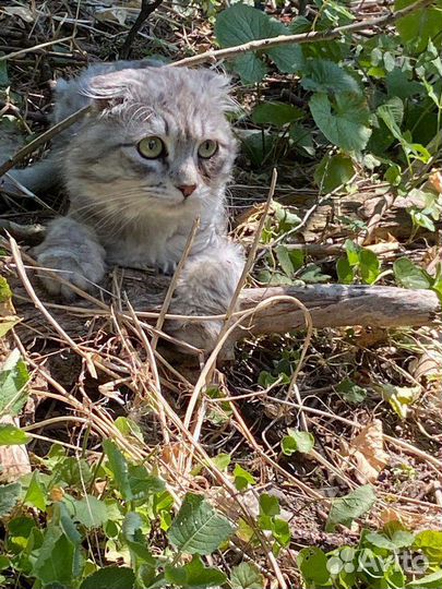 Котик