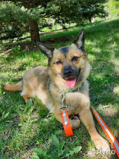 Миниатюрная собачка в добрые ручки