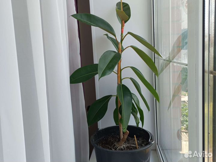 Фикус каучуконосный