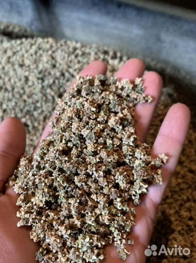 Семена кормовой свеклы