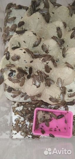 Пауки и тараканы