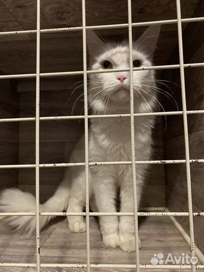 Передержка животных под ветеринарным контролем