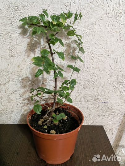 Сагереция Чайная идеальна для бонсай или дерево