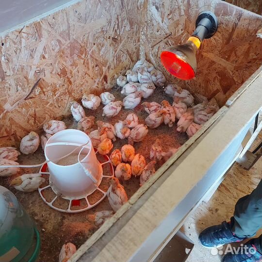 Техасский перепел