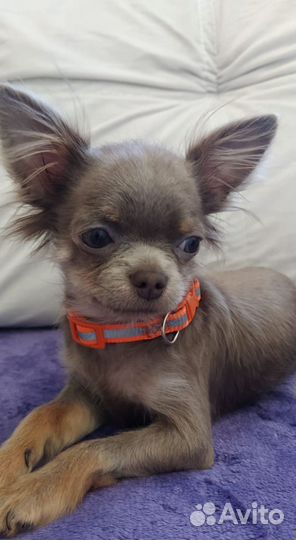 Чихуахуа мини