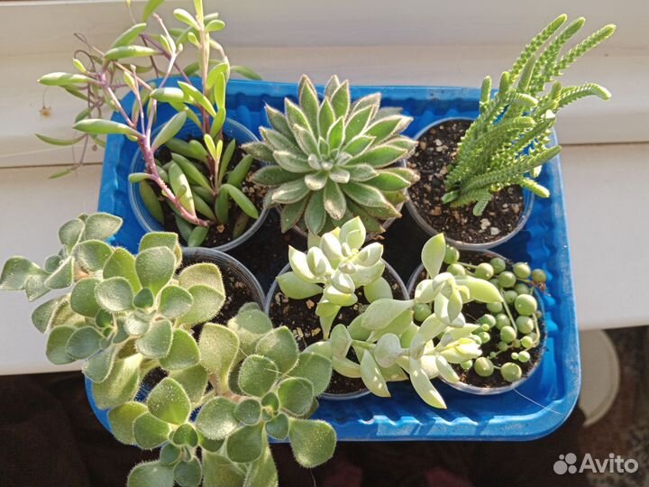 Набор суккулентов