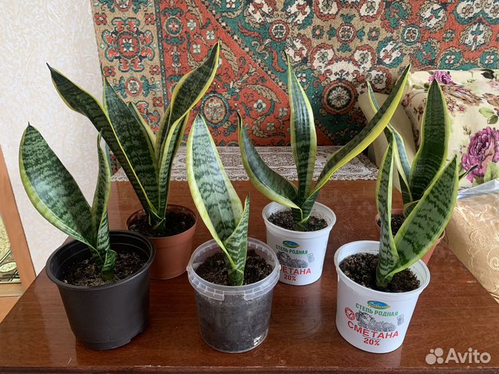 Сансевиерия