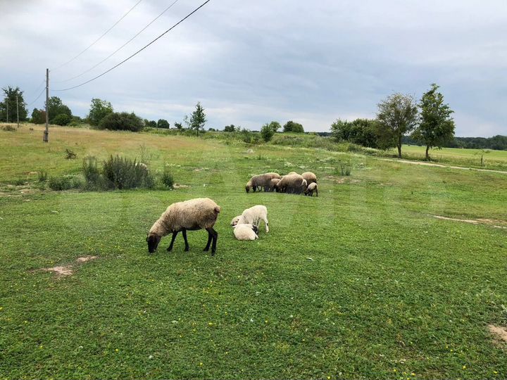 Участок 5 га (СНТ, ДНП)