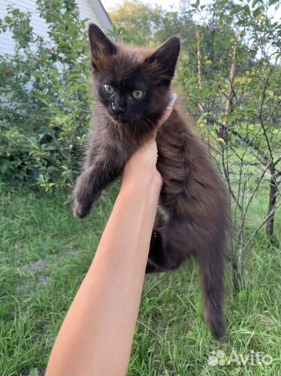 Котенок шоколадка