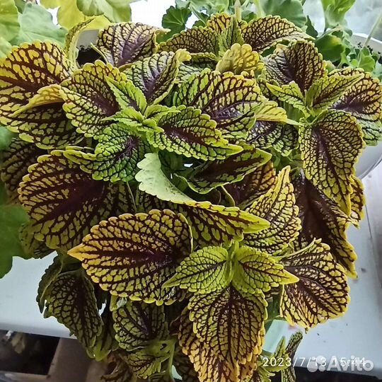 Куст колеуса Coleosaurus