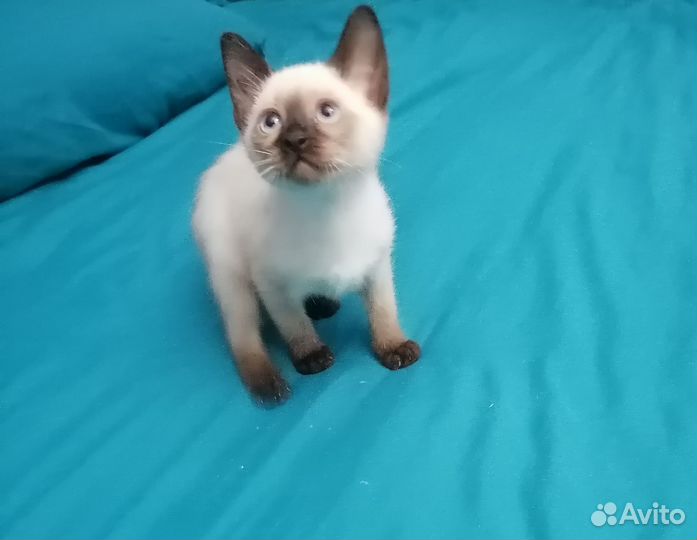 Тайские котята