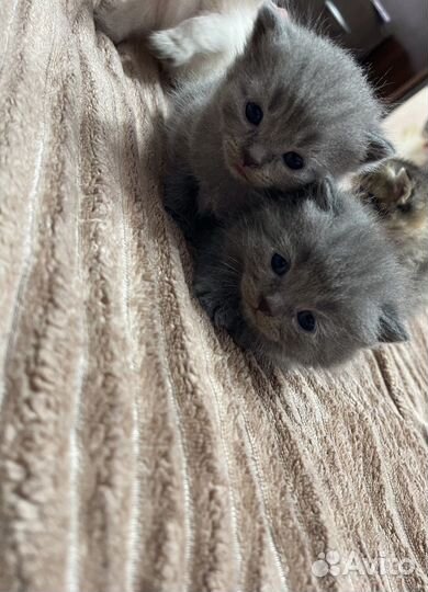 Шотландская вислоухая