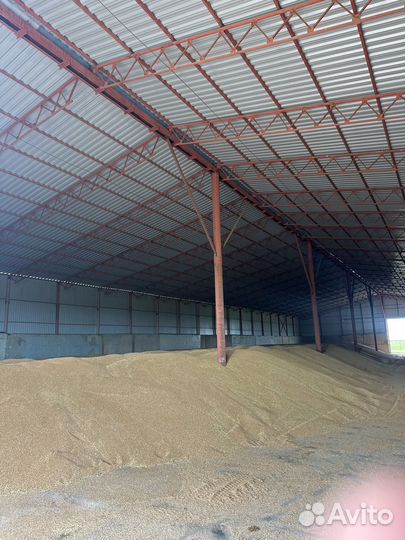 Пшеница 3 класс оптом