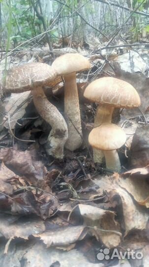 Гриб подберезовик(обабок) доставка бесплатно