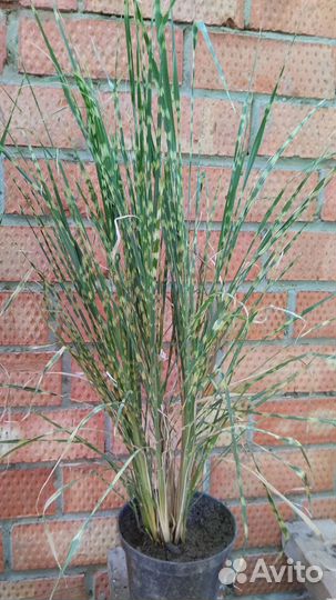 Мискантус Гном