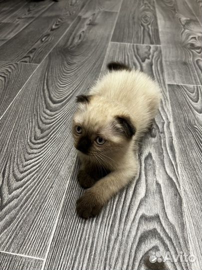 Шотландские вислоухие котята