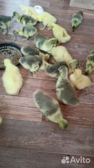 Гусята Линда и серые