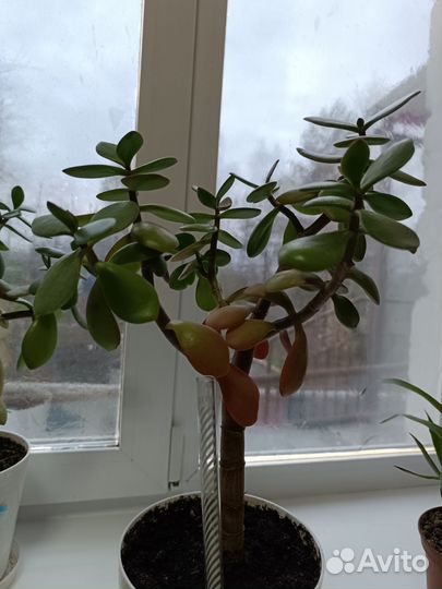 Толстянка, крупный лист, столетник