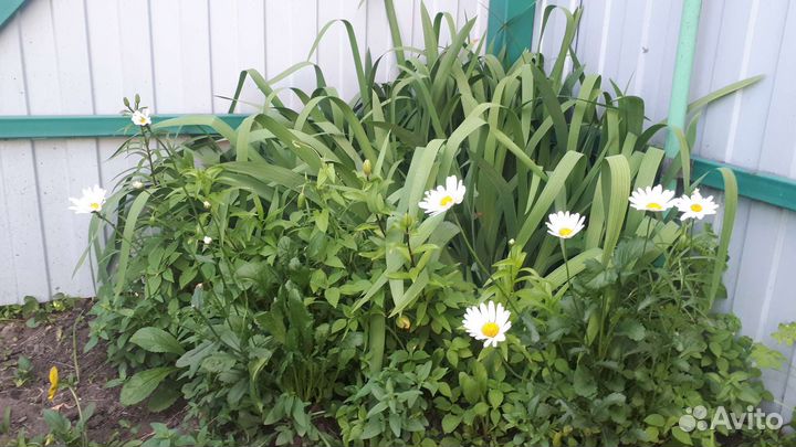 Ромашка (нивянник), календула, ирис, ландыш,канны