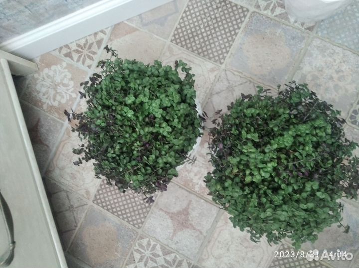 Каллизия ползучая