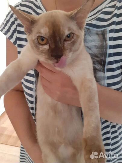 Бурманская кошка