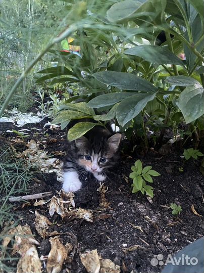 Кошечка 1 месяц
